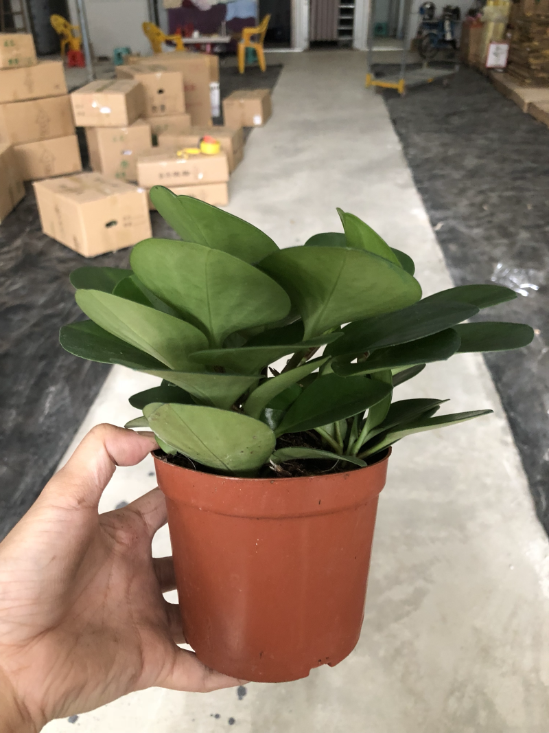 小盆栽-110墨叶碧玉