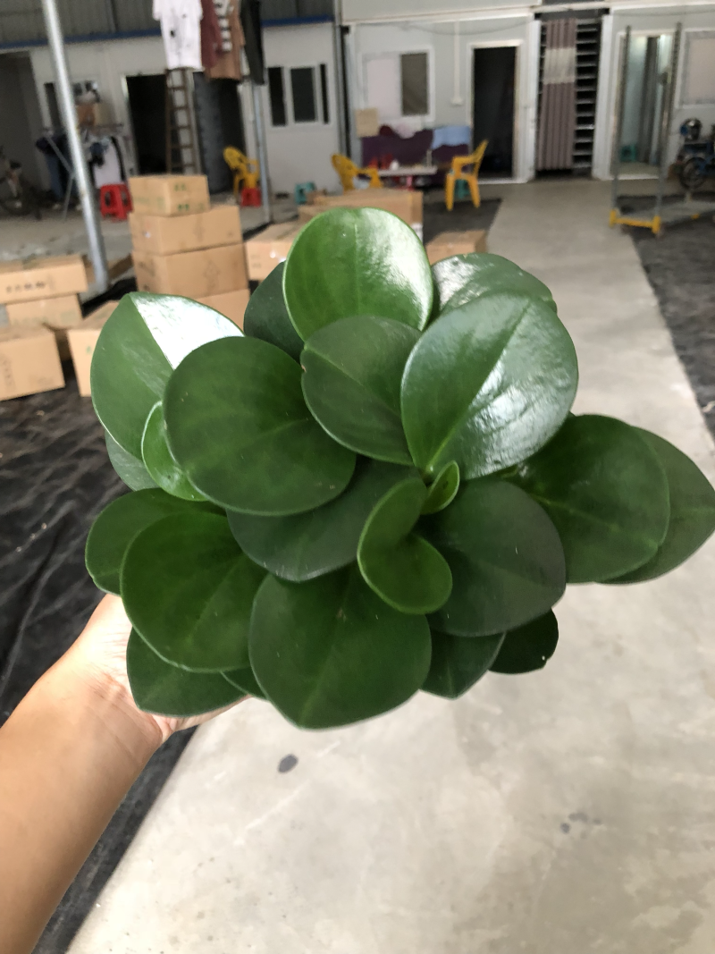 小盆栽-110墨叶碧玉