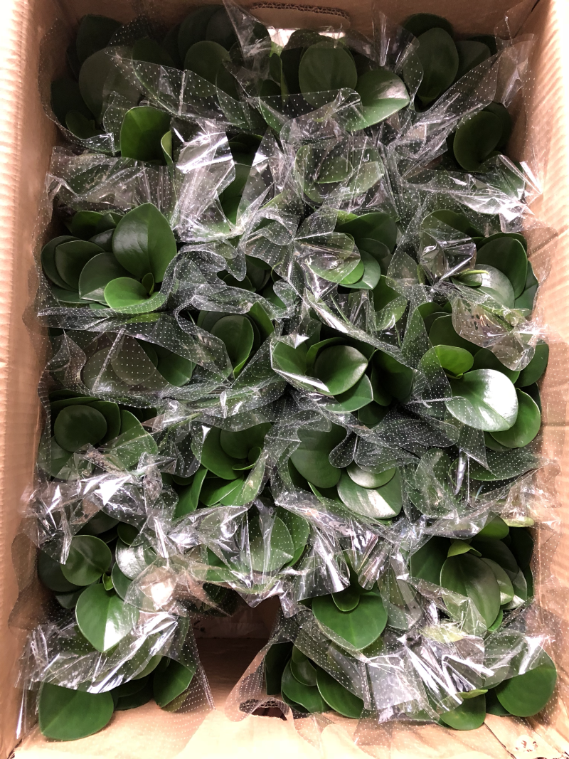 小盆栽-110墨叶碧玉