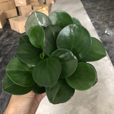 小盆栽-110墨叶碧玉