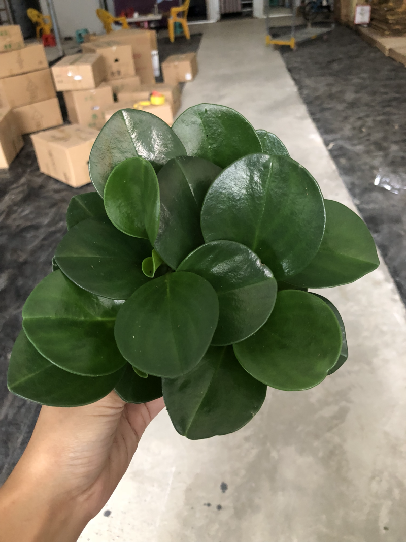 小盆栽-110墨叶碧玉