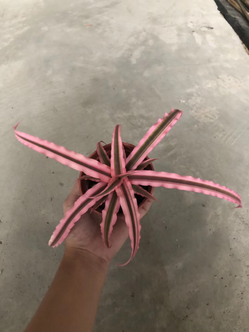 姬凤梨
