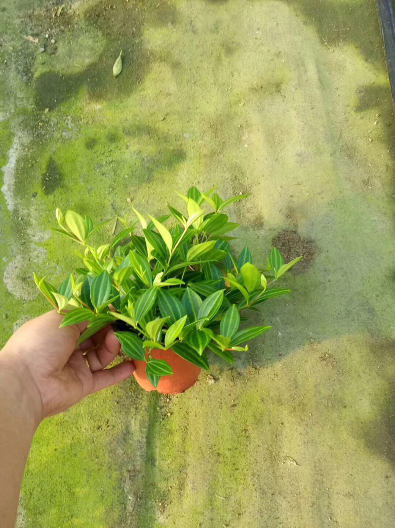 小盆栽-110钻石翡翠