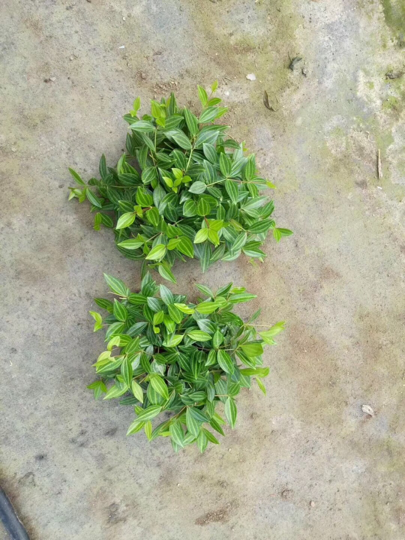 小盆栽-110钻石翡翠