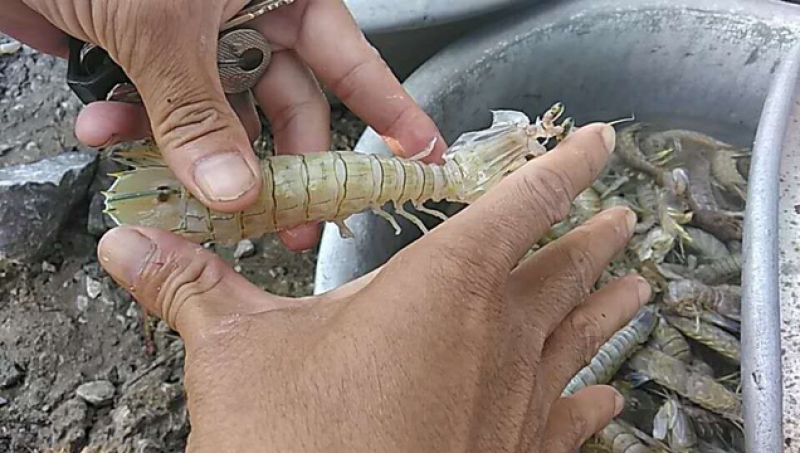皮皮虾赖尿虾