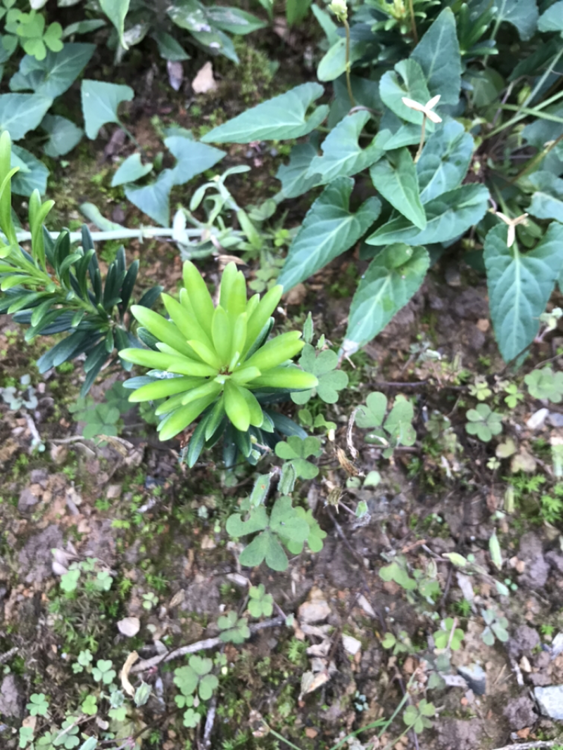 罗汉松、罗汉松小苗、米叶罗汉松、珍珠罗汉松、雀舌罗汉松