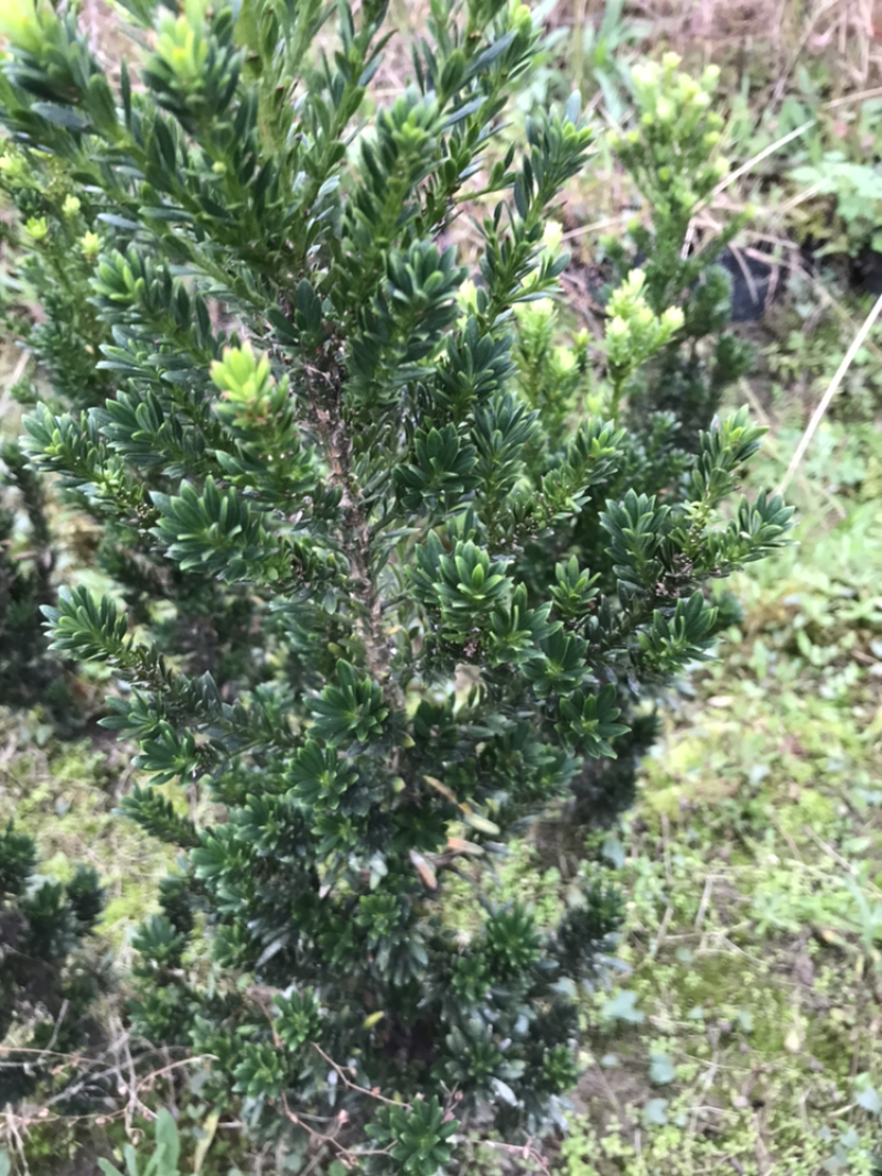 罗汉松、罗汉松小苗、米叶罗汉松、珍珠罗汉松、雀舌罗汉松