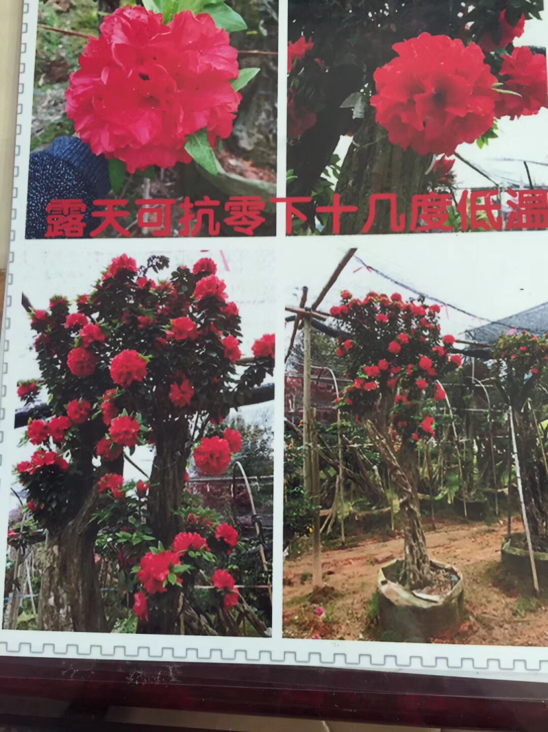 杜鹃（满堂贵杜鹃）盆栽花卉绿化苗木四季开花基地直销