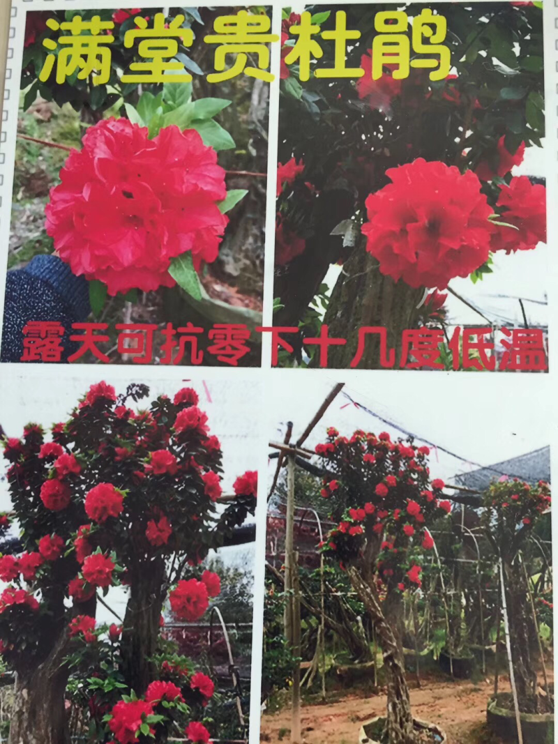 杜鹃（满堂贵杜鹃）盆栽花卉绿化苗木四季开花基地直销