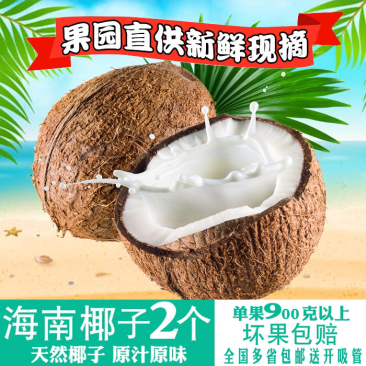 海南老椰子毛椰子精选2个装