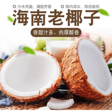 海南老椰子毛椰子精选4个装