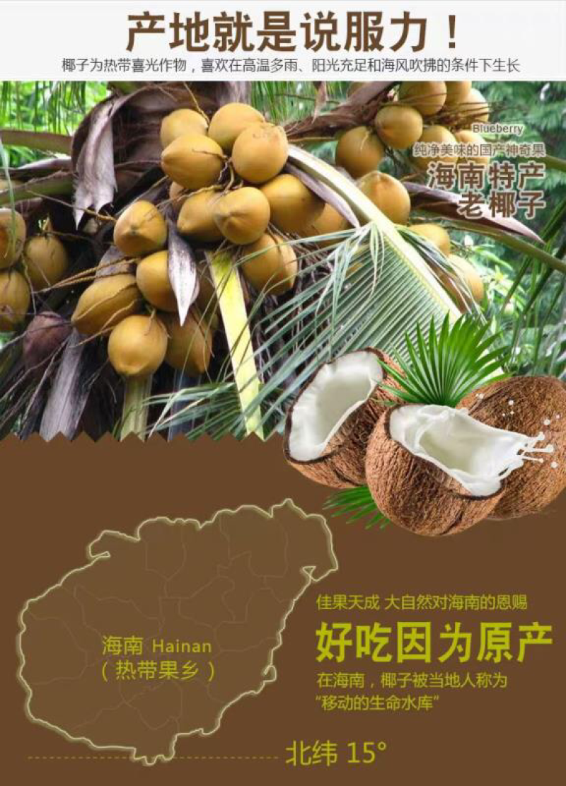 海南老椰子毛椰子精选4个装