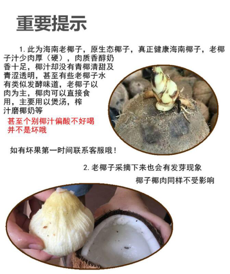 海南老椰子毛椰子精选6个装