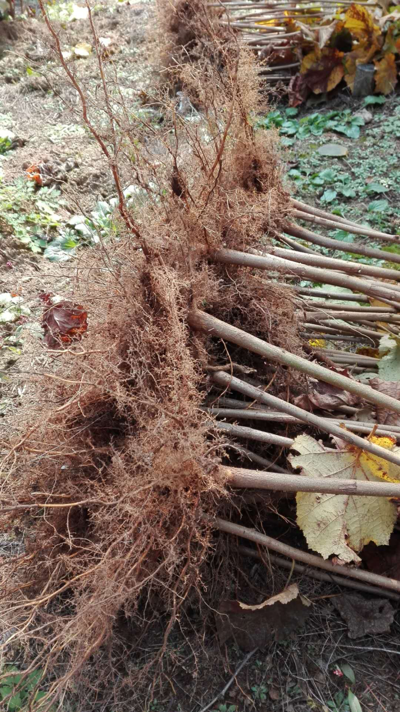 平欧大榛子苗请认准产地一年二年苗提供技术指导