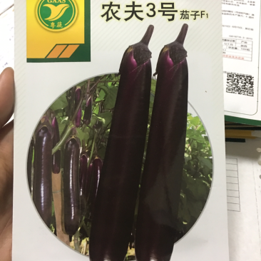 烧烤中茄高温不变色紫红长茄农夫3号1000粒