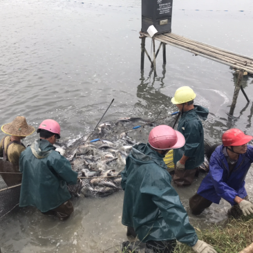 人工养殖巴沙鱼，活鱼。8两至3斤规格齐全，养殖环境严格挑