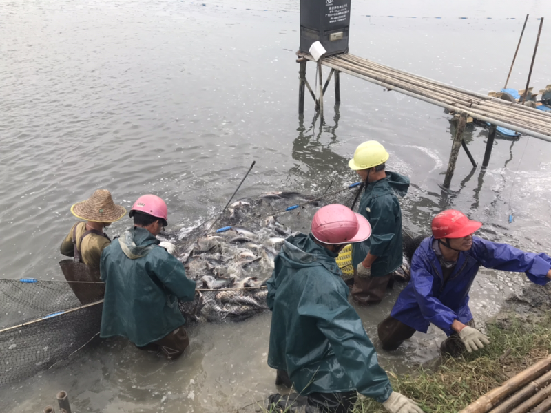 人工养殖巴沙鱼，活鱼。8两至3斤规格齐全，养殖环境严格挑