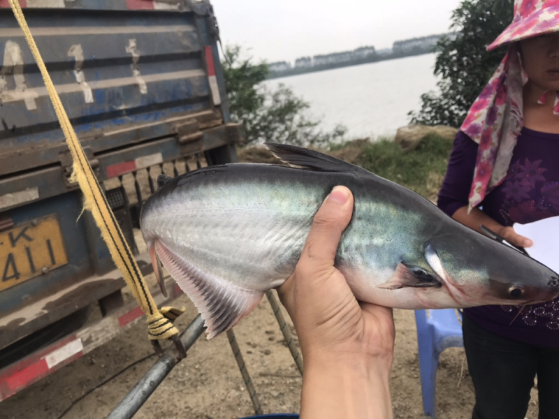 人工养殖巴沙鱼，活鱼。8两至3斤规格齐全，养殖环境严格挑