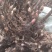 白芍种苗