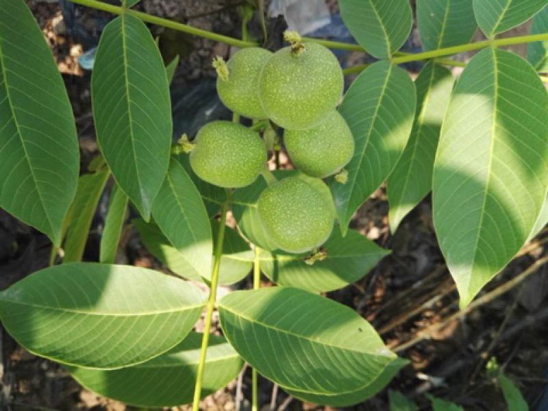 核桃