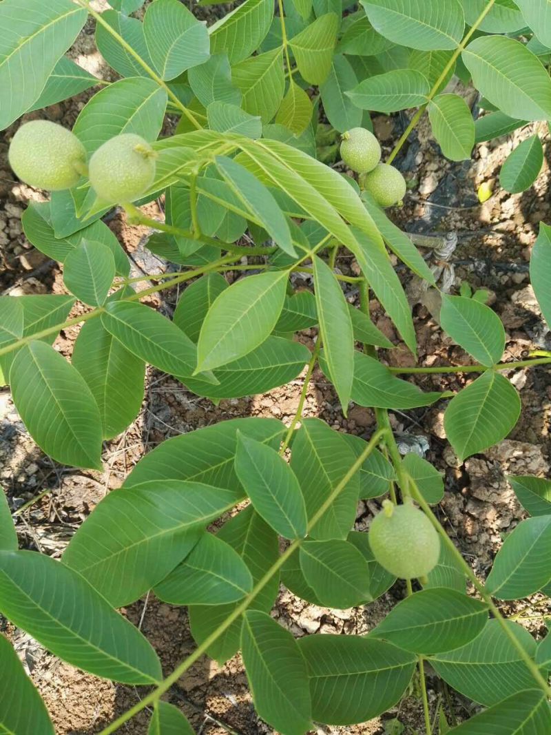 核桃