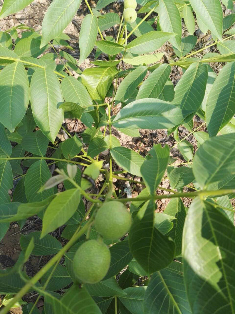 核桃