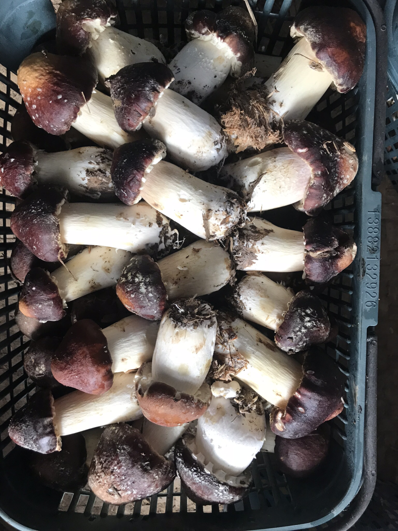 精品大球盖菇，已经大量上市，有需要的老板请联系我！