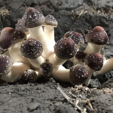 精品大球盖菇，已经大量上市，有需要的老板请联系我！
