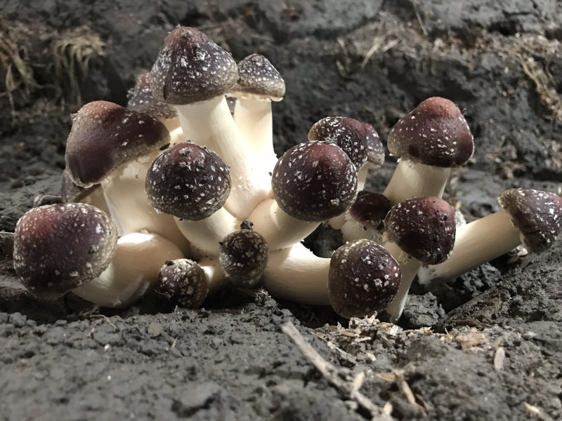 精品大球盖菇，已经大量上市，有需要的老板请联系我！