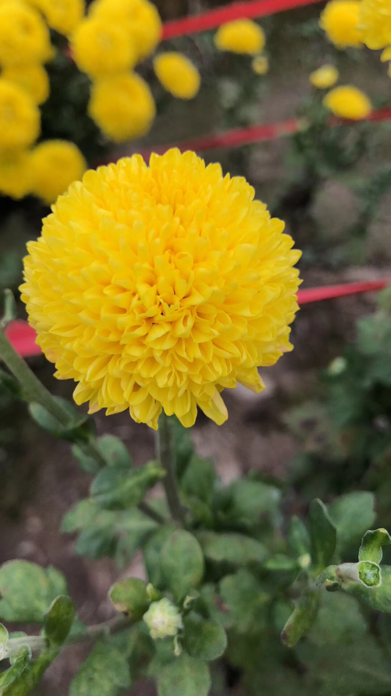 菊花茶