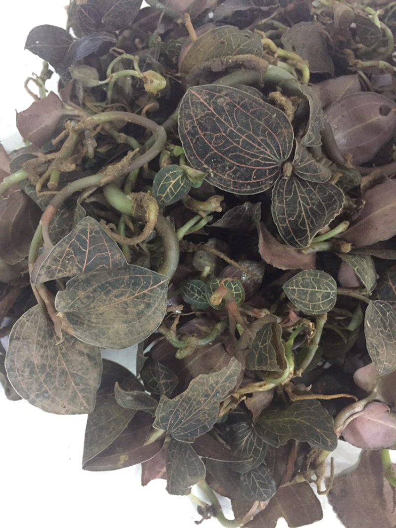 野生金线莲，金丝草