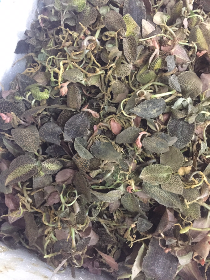 野生金线莲，金丝草