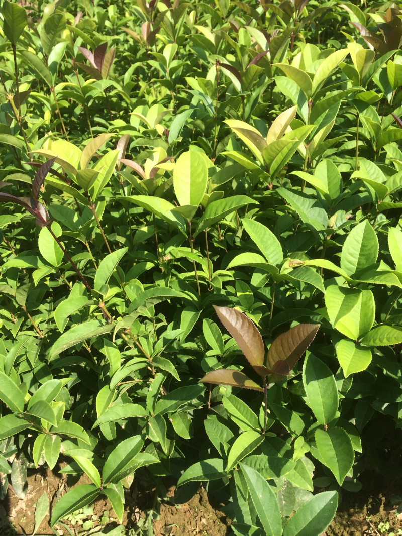 四季桂桂花苗，苗子粗壮，根系发达。