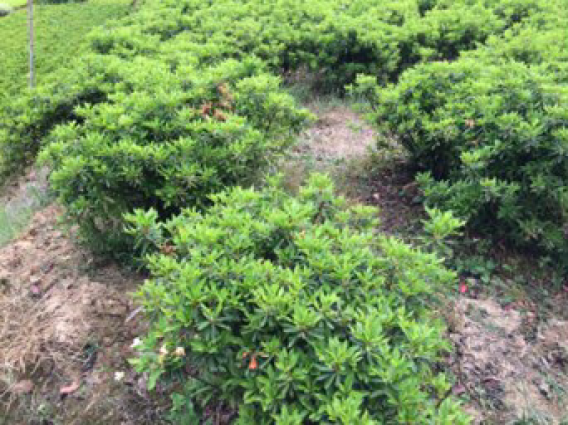 杜鹃球，各规格杜鹃球类，农户直销，量大优惠。