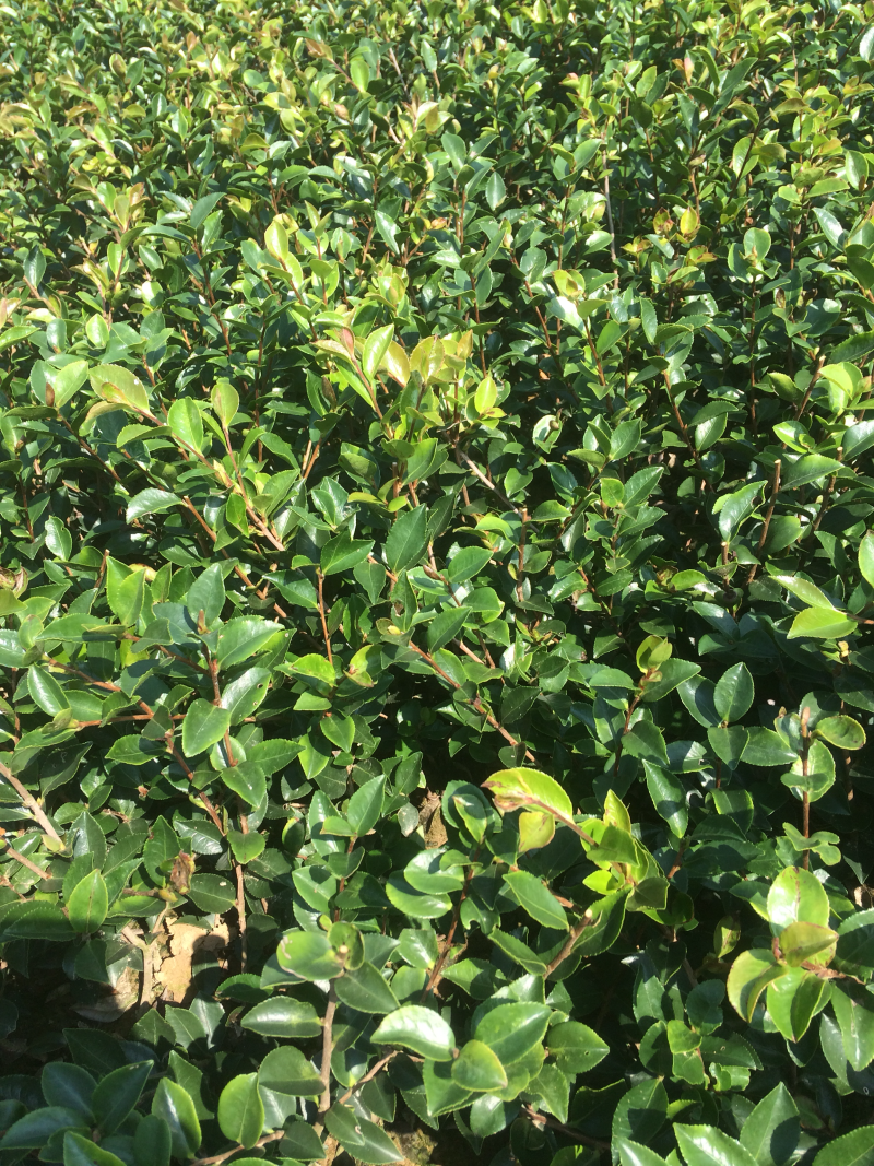 茶梅茶梅苗，1至3年生小苗，农户直销。