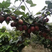 【聚划算】早酥红梨、7月份成熟单果重200-250克现