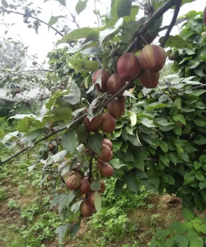 【聚划算】早酥红梨、7月份成熟单果重200-250克现