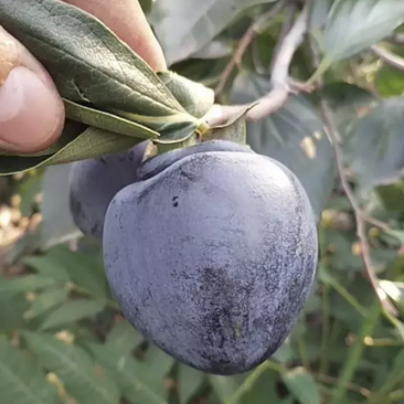 【推荐精品果苗】黑柿子苗，品种优良免费提供种植技术