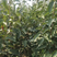 【推荐精品果苗】黑柿子苗，品种优良免费提供种植技术