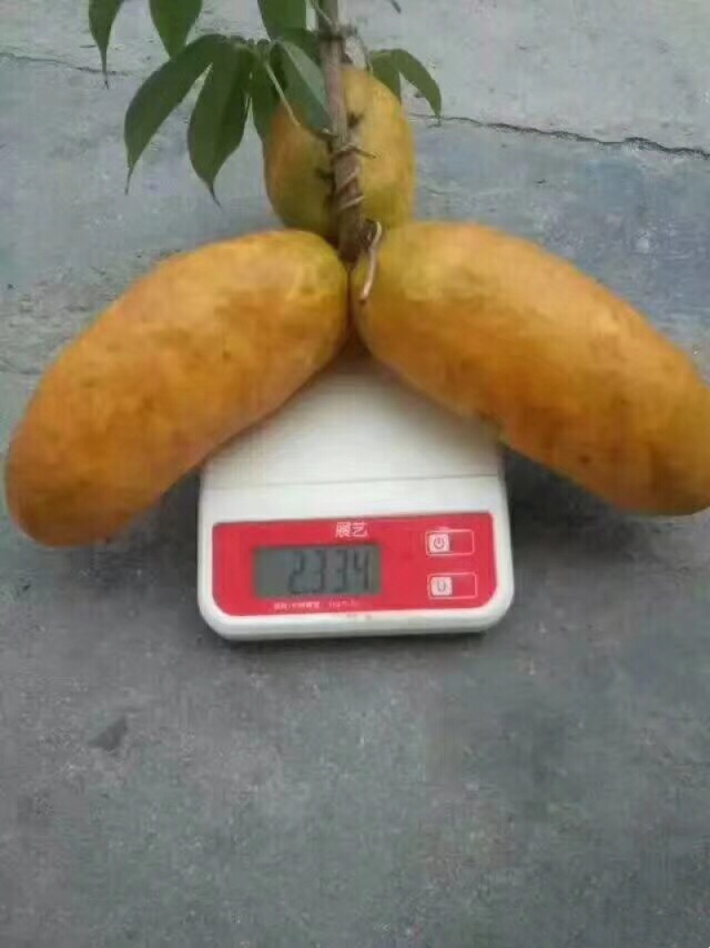 🔥促销【九月黄苗】高产优质种苗全程技术指导