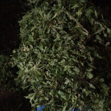 荠菜