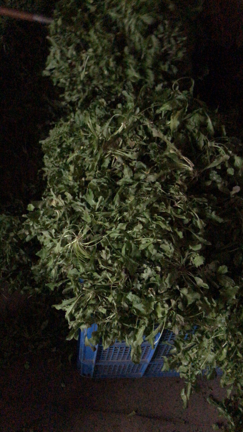 荠菜