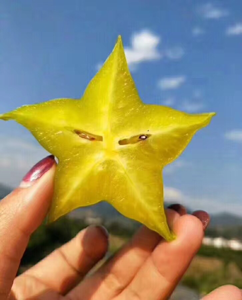 福建云霄下河杨桃甜五星杨桃，汁多清甜可口