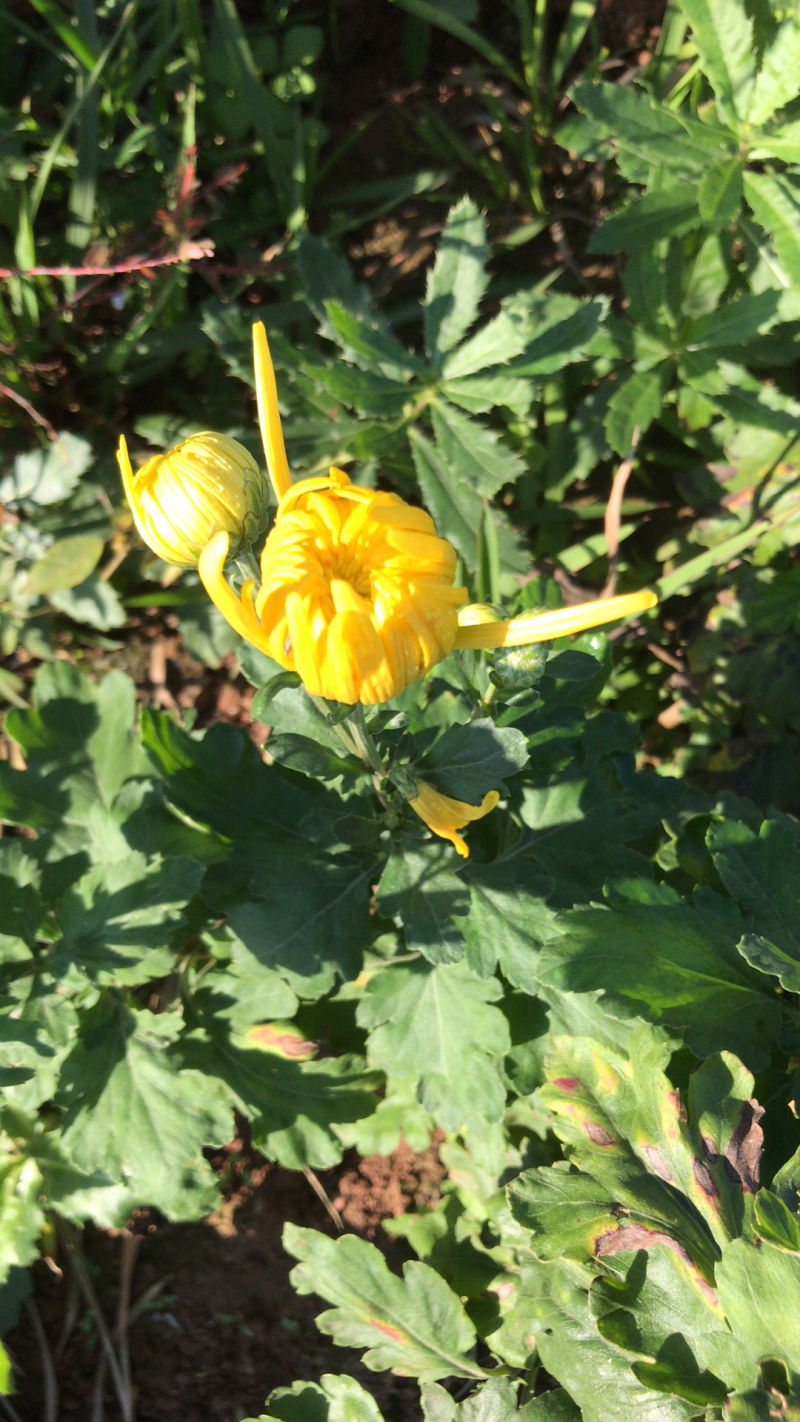 花卉