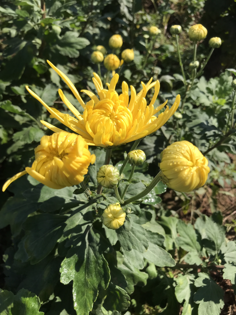 金丝皇菊茶