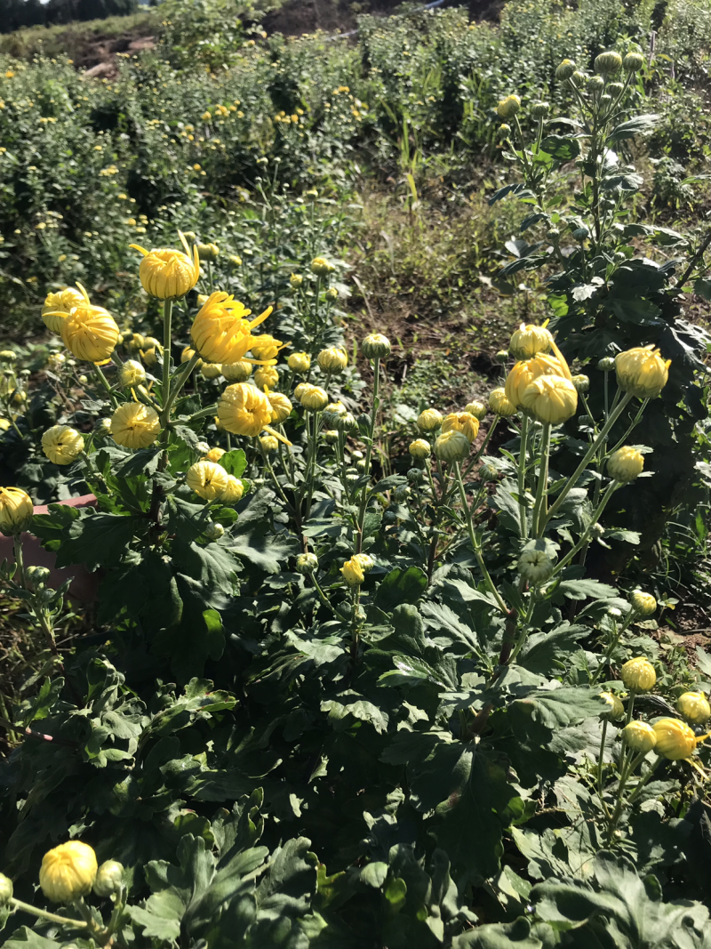 金丝皇菊茶