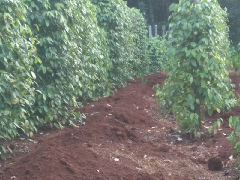 海南白胡椒