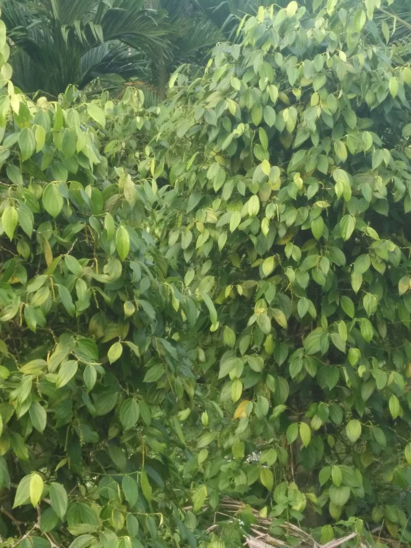 海南白胡椒