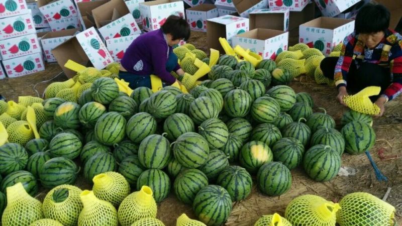 西瓜10斤打底8成熟1茬精品甜王嚷口好甜度高