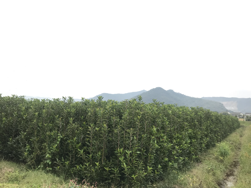 供应1.8米到2.5米法国冬青树珊瑚树